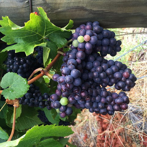 Freycinet Vineyard - Perths Hotel 1