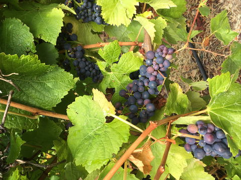Freycinet Vineyard - Perths Hotel 2