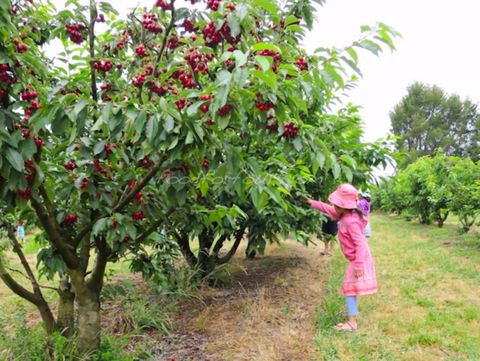 Allambie Orchard And Cafe - Perths Hotel 2