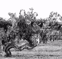 Smallfry wines cellar door - Perths Hotel