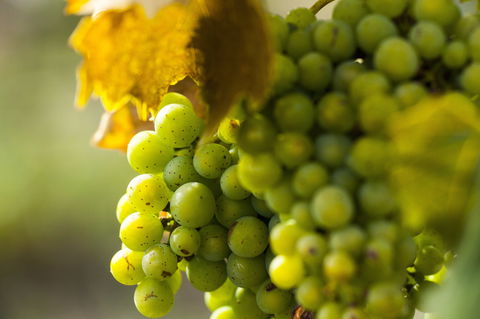 Affleck Vineyard - Perths Hotel 0