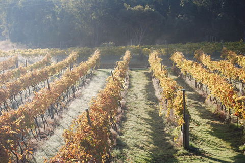 Twisted Gum Wines - Perths Hotel 1