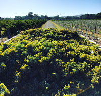 Willows Vineyard - Perths Hotel