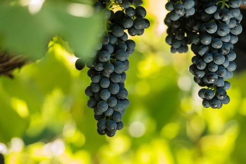 Garden & Field Wines - Perths Hotel 0