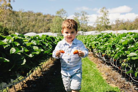 Hillwood Berries Farmgate & Pick Your Own - Perths Hotel 0