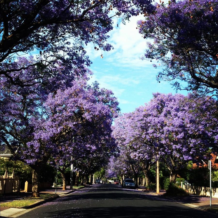 Kings Park SA Perths Hotel