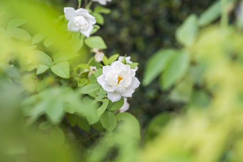 Garden City Motor Inn - Perths Hotel 40