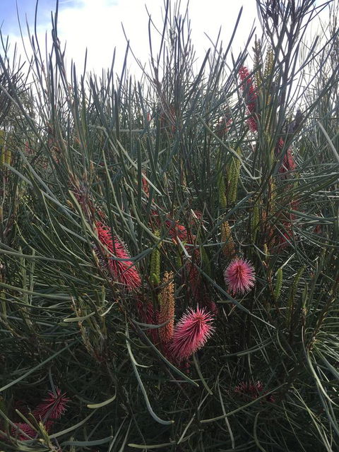 Adelaide Style Accommodation-Close To City-North Adelaide-3 Bdrm- FREE Parking - Perths Hotel 42