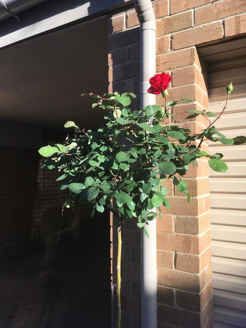 Adelaide Style Accommodation-Close To City-North Adelaide-3 Bdrm- FREE Parking - Perths Hotel 21