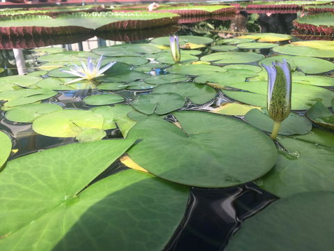 Adelaide Style Accommodation-Close To City-North Adelaide-3 Bdrm- FREE Parking - Perths Hotel 41