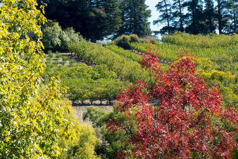 The Manor Basket Range - Perths Hotel 16