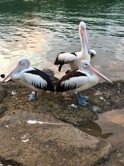 Brunswick Heads Treetop Studio - Perths Hotel 26