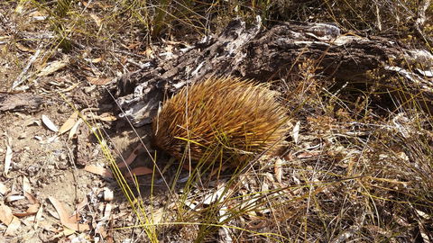 Rosie\'s - Perths Hotel 12