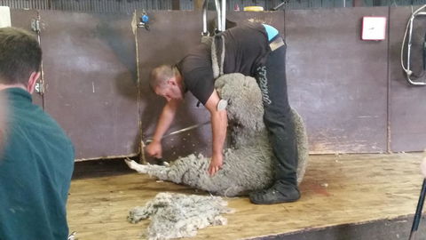 Rosie\'s - Perths Hotel 22