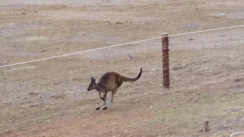 Rosie\'s - Perths Hotel 28