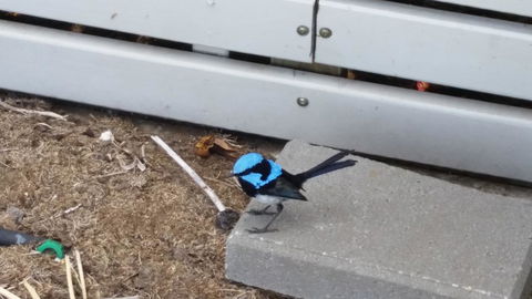 Rosie\'s - Perths Hotel 13