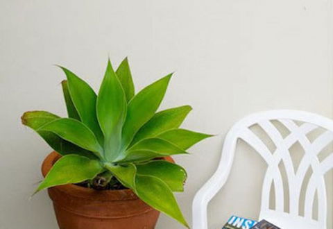 Sea & Soul Beachside Apartments - Perths Hotel 9