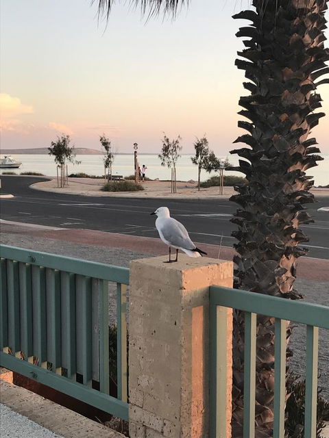 Shark Bay Seafront Apartments - Perths Hotel 0