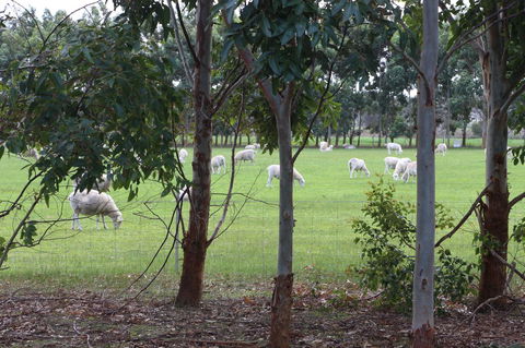 Sapphire Chalets, Augusta - Perths Hotel 10