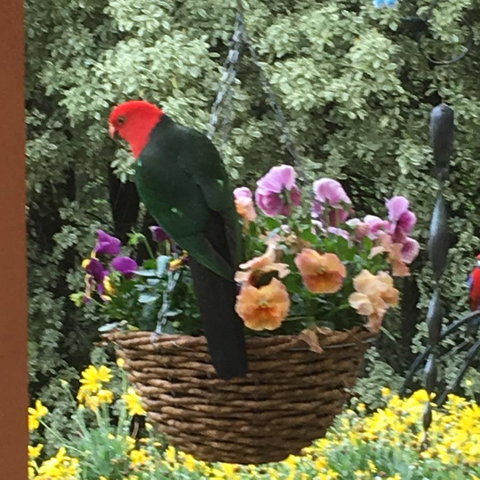 The Best Exotic Magnolia Cottage - Perths Hotel 32