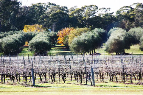 Adina Vineyard - Perths Hotel 15