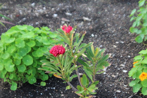 Red Waratah - Perths Hotel 12