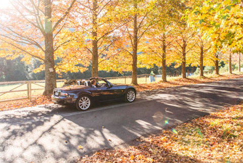 Red Waratah - Perths Hotel 16