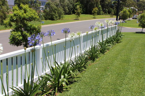 Red Waratah - Perths Hotel 2