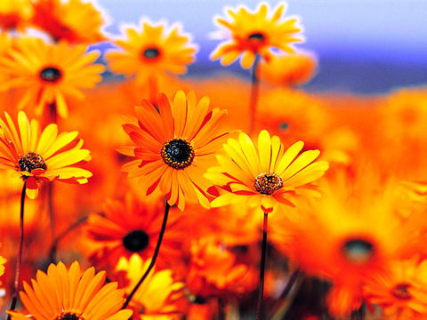 Beaches Serviced Apartments - Perths Hotel 31