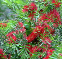 Bottlebrush B  B - Perths Hotel