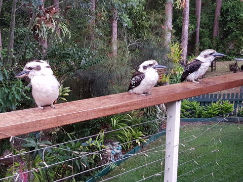 Buderim Forest Hideaway - Perths Hotel 1