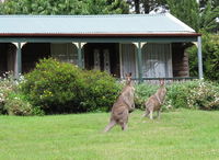 Book Mount Victoria Accommodation Vacations Perths Hotel Perths Hotel