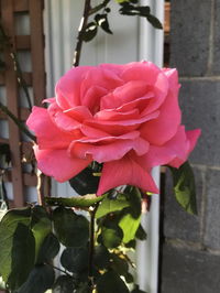 Book Mulgrave Accommodation Vacations Perths Hotel Perths Hotel