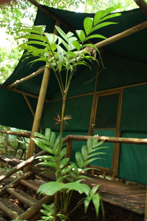 Daintree Crocodylus - Perths Hotel 3