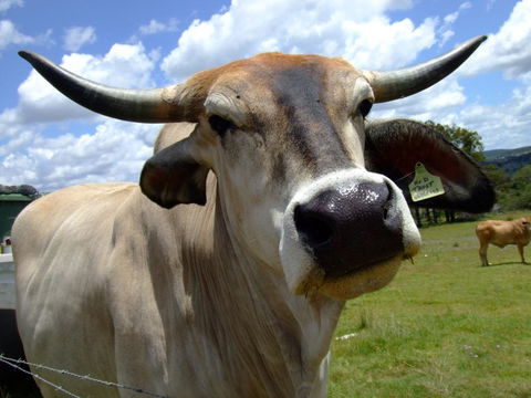 Escape To The Country - Enjoy The Firepit Or Explore Magical Bunya Mountains - Perths Hotel 2
