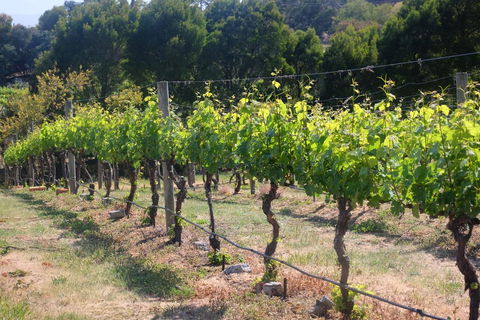 Every Man And His Dog Vineyard - Perths Hotel 2