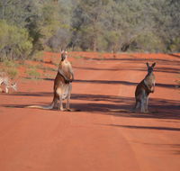 Gundabooka National Park Cottages - Perths Hotel
