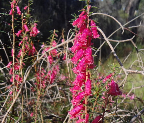 Hawksview At Mafeking - Perths Hotel 2