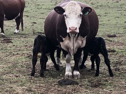 Jackaleah Farm Stay - Perths Hotel 3