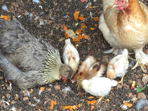 Jarrah Glen Cabins - Perths Hotel 3