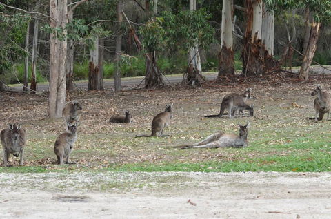 Karri Valley Chalets - Perths Hotel 1