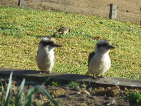 Kiah Country Gardens B&B - Perths Hotel 3