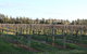 Milawa Vineyard Views - Guesthouse 2 - thumb 0