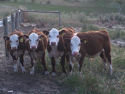 Morella Farm - Perths Hotel 2