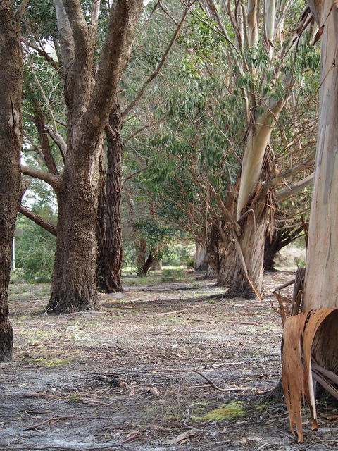 Riverside Retreat Chalets, Walpole - Perths Hotel 16