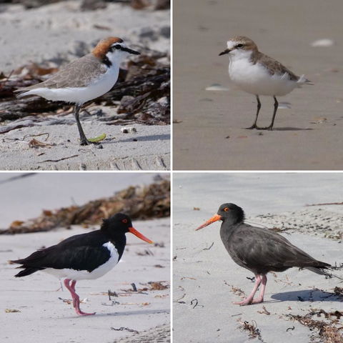 Riverside Retreat Chalets, Walpole - Perths Hotel 25