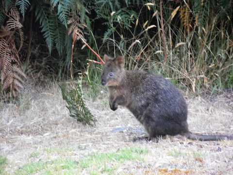 Riverside Retreat Chalets, Walpole - Perths Hotel 22