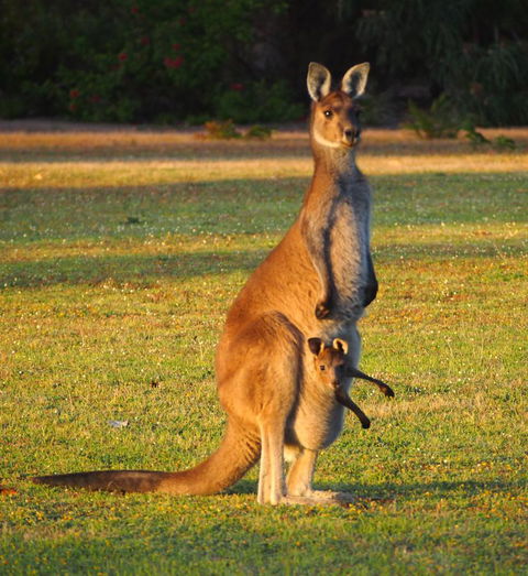 Riverside Retreat Chalets, Walpole - Perths Hotel 21