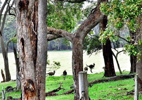 For The Birds Yallingup - Perths Hotel 22