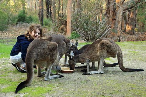 Yelverton Brook Conservation Sanctuary - Perths Hotel 5